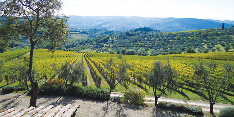 vineyard at Villa Pecille