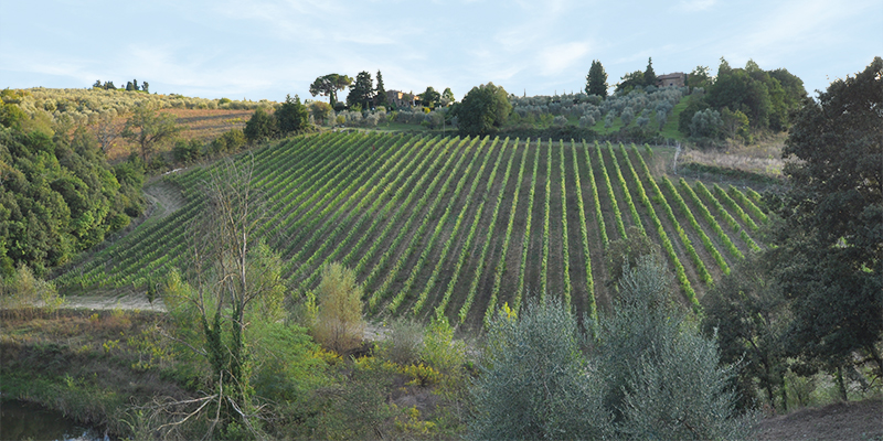 vineyards at Villa Collegale